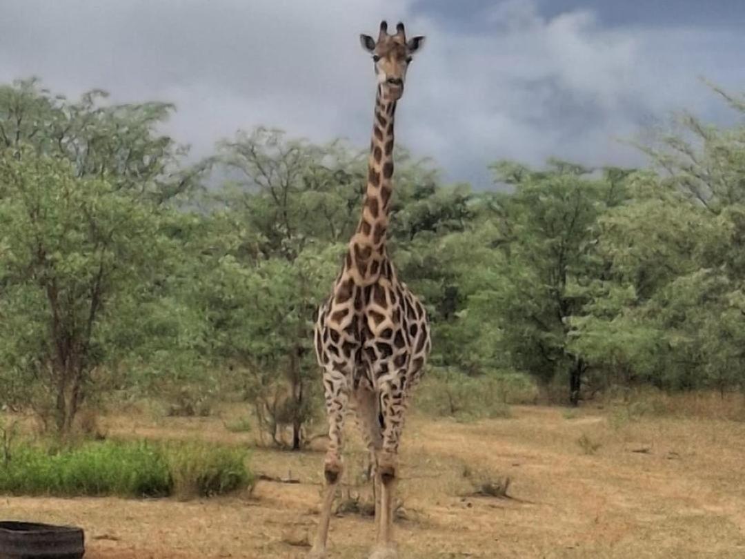 Kigeni Safari Lodge & Spa ヴァールウォーター エクステリア 写真